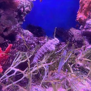 lawnmower blenny (salarias fasciatus)