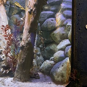 weedy seadragon (phyllopteryx taeniolatus)