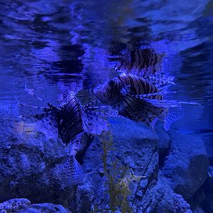 red lionfish (pterois volitans)