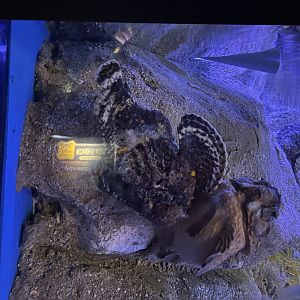 estuarine stonefish (synanceia horrida) (1)