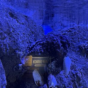 estuarine stonefish (synanceia horrida) (2)