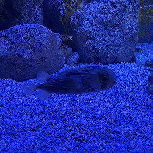 long-spine porcupinefish (diodon holocanthus) (1)