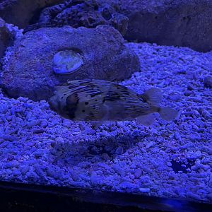 long-spine porcupinefish (diodon holocanthus) (2)