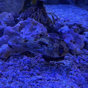 long-spine porcupinefish (diodon holocanthus) (3)