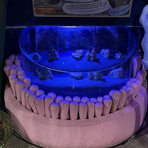 flying gurnard & flatfish tank