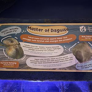 flying gurnard & flatfish signage