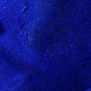 leopard flounder (bothus pantherinus)