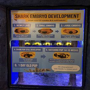 shark embryo development signage