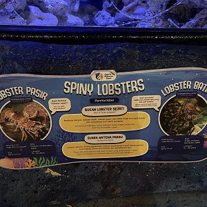 scalloped & longlegged spiny lobster signage