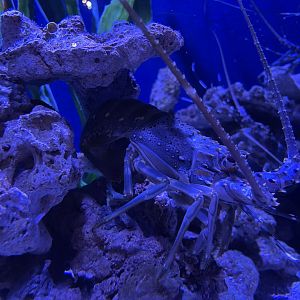 scalloped spiny lobster (panulirus homarus)