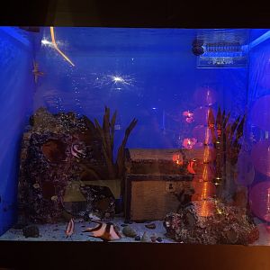 treasure-themed tank