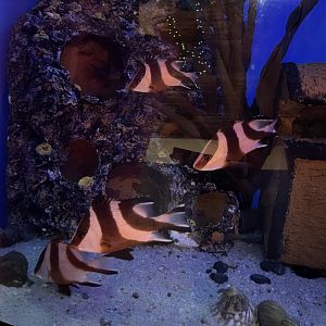 emperor red snappers (lutjanus sebae)