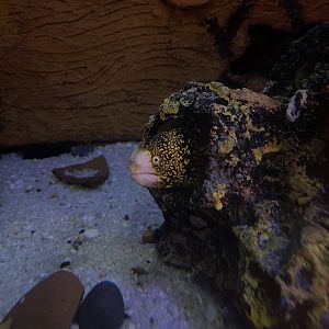 snowflake moray eel (echidna nebulosa)