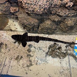 white-spotted bamboo shark (chiloscyllium plagiosum)