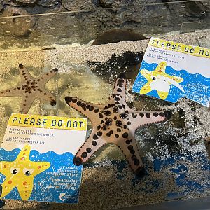 chocolate chip sea star (pretoreaster nodosus)