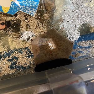 cushion star (culcita novaeguineae) & black sea cucumber (holothuria atra)