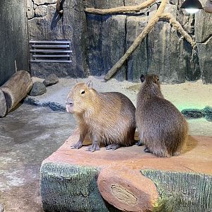 capybara (hydrochoerus hydrochaeris)
