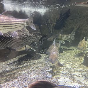 fishes in waterfall basin tank