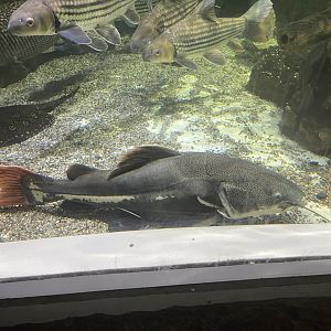 redtail catfish (phractocephalus hemioliopterus)