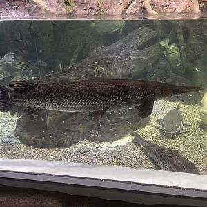 alligator gar (atractosteus spatula) (1)