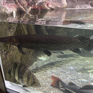 alligator gar (atractosteus spatula) (2)