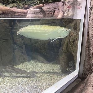 silver arowana (osteoglossum bicirrhosum)