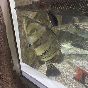 indonesian tigerfish (datnoides microlepis)