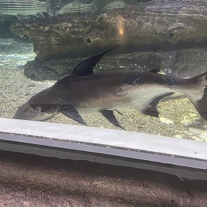 paroon shark (pangasius sanitwongsei)