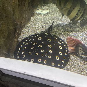 bigtooth river stingray (potamotrygon henlei)