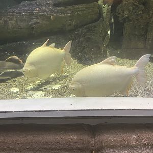 albino red-bellied pacu (piaractus brachypomus)