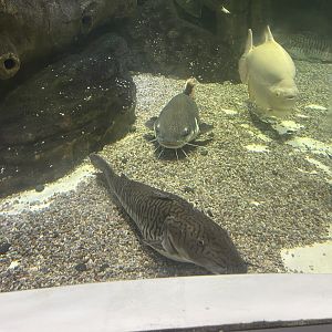 barred surobim (pseudoplatystoma fasciatum) & redtail catfish (phractocephalus hemioliopterus)