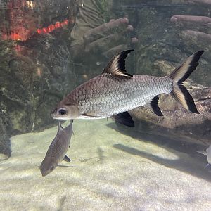 bala shark (balantiocheilos melanopterus)