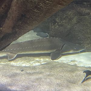 siberian sturgeon (acipenser baerii)