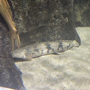 saddled bichir (polypterus endlicherii)