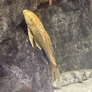 albino amazon sailfin catfish (pterygoplichthys pardalis)
