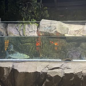 river monsters tank
