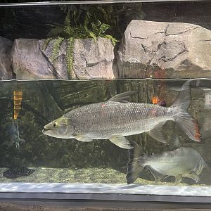 goliath tigerfish (hydrocynus goliath)