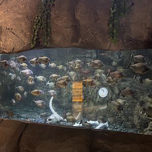 piranha tank
