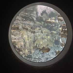 view from piranha cave