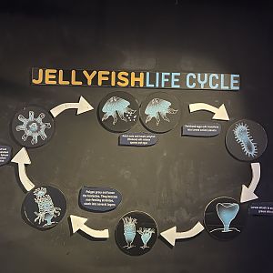 jellyfish life cycle signage