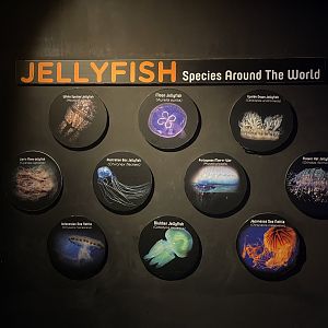 jellyfish species signage