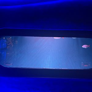 yellowtail fusilier tank