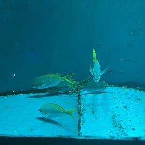 redbelly yellowtail fusiliers (caesio cuning)