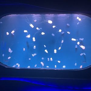 jellyfish tank