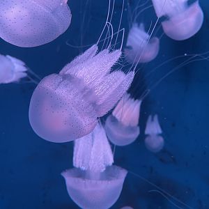 flagellate jellyfish (acromitus flagellatus) (1)