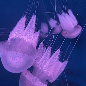 flagellate jellyfish (acromitus flagellatus) (2)