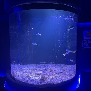 upside-down jellyfish tank
