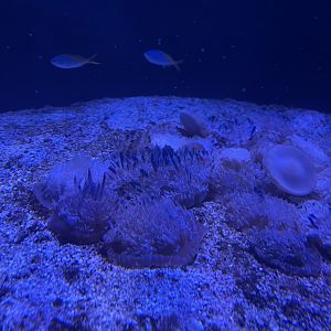 upside-down jellyfishes (cassiopea andromeda)