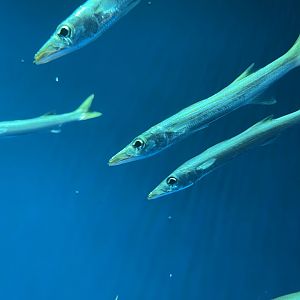 pickhandle barracudas (sphyraena jello) (1)