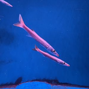 pickhandle barracudas (sphyraena jello) (2)